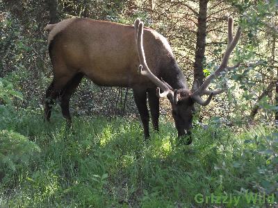 Elk