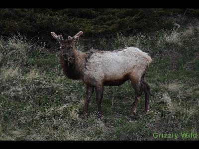 Elk