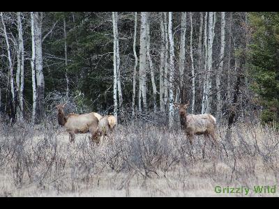 Elk