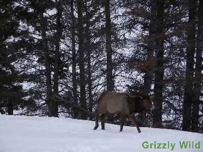 Elk