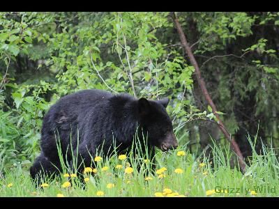 Black Bears