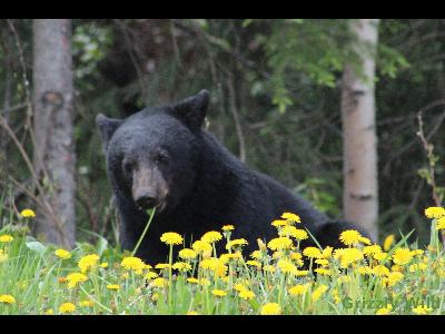 Black Bears