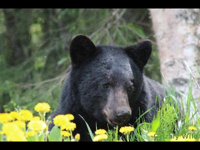 Black Bears