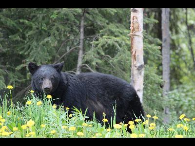 Black Bears