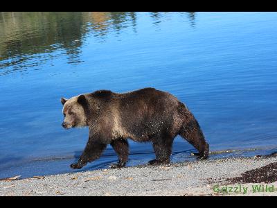 Grizzly Bears