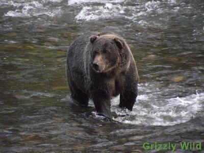 Grizzly Bears