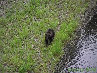 Grizzly Bears