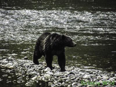 Grizzly Bears