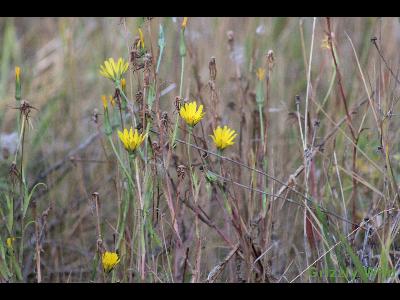 Wild Flowers & More