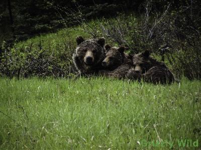 Grizzly Bears