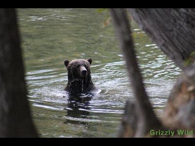 Grizzly Bears