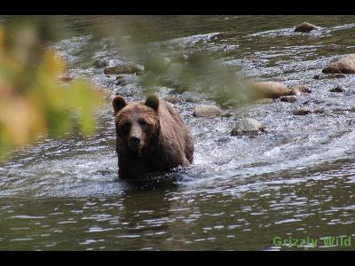 Grizzly Bears