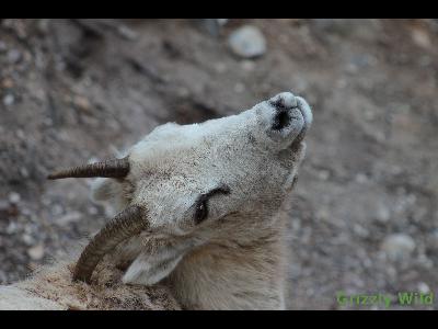 Rocky Mountain Sheep