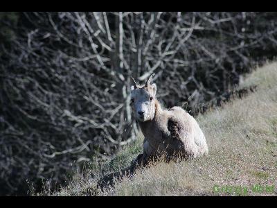 Rocky Mountain Sheep