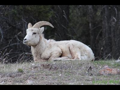 Rocky Mountain Sheep