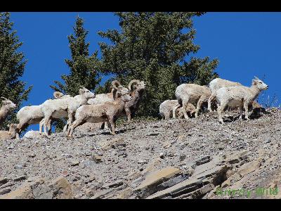 Rocky Mountain Sheep