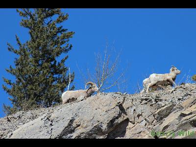 Rocky Mountain Sheep