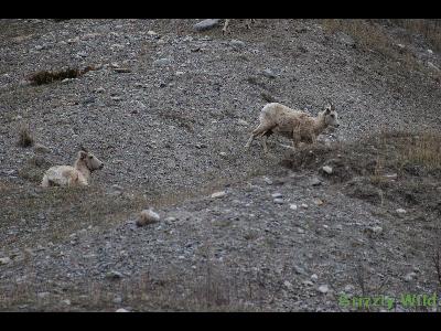 Rocky Mountain Sheep