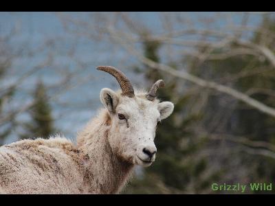 Rocky Mountain Sheep