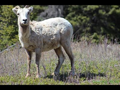 Rocky Mountain Sheep