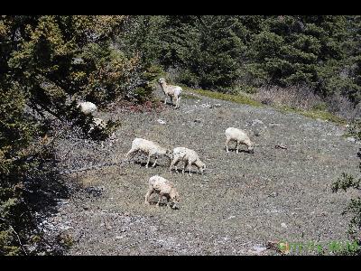 Rocky Mountain Sheep