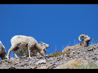 Rocky Mountain Sheep