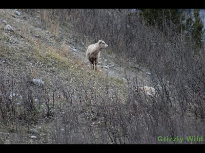 Rocky Mountain Sheep