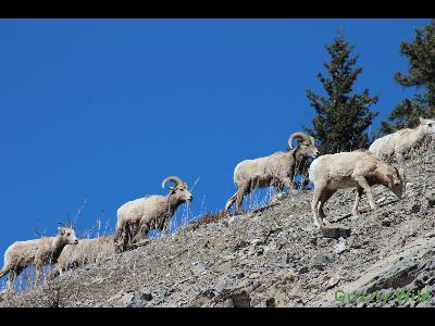 Rocky Mountain Sheep