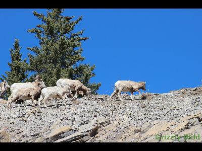 Rocky Mountain Sheep