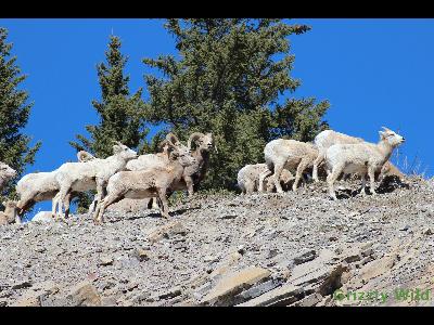 Rocky Mountain Sheep