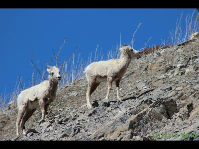 Rocky Mountain Sheep