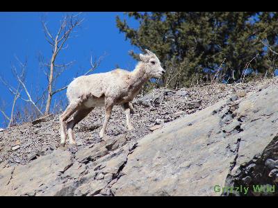 Rocky Mountain Sheep