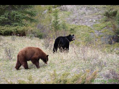 Black Bears