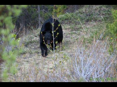 Black Bears