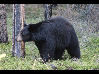 Black Bears