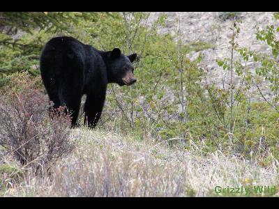 Black Bears