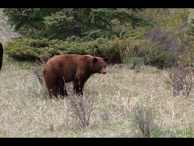 Black Bears