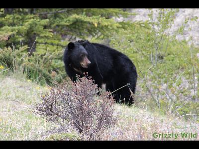 Black Bears