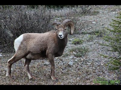 Rocky Mountain Sheep