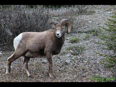 Rocky Mountain Sheep