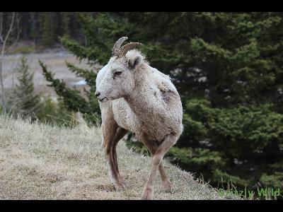 Rocky Mountain Sheep