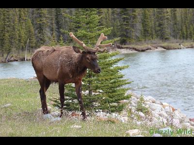 Elk