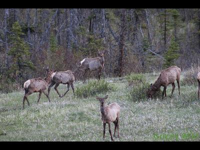 Elk