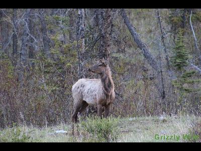 Elk