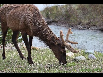 Elk