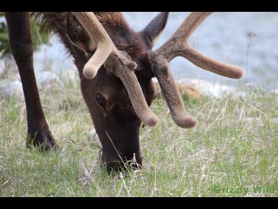 Elk