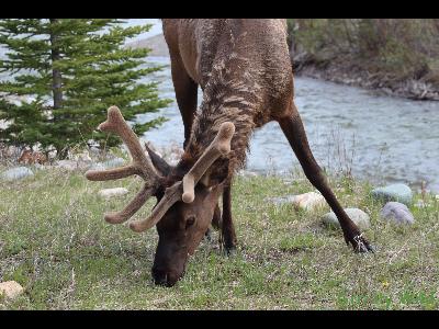 Elk