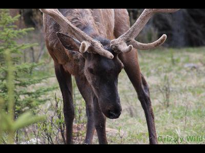 Elk