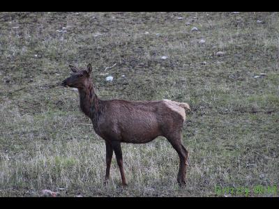 Elk