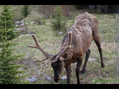 Elk